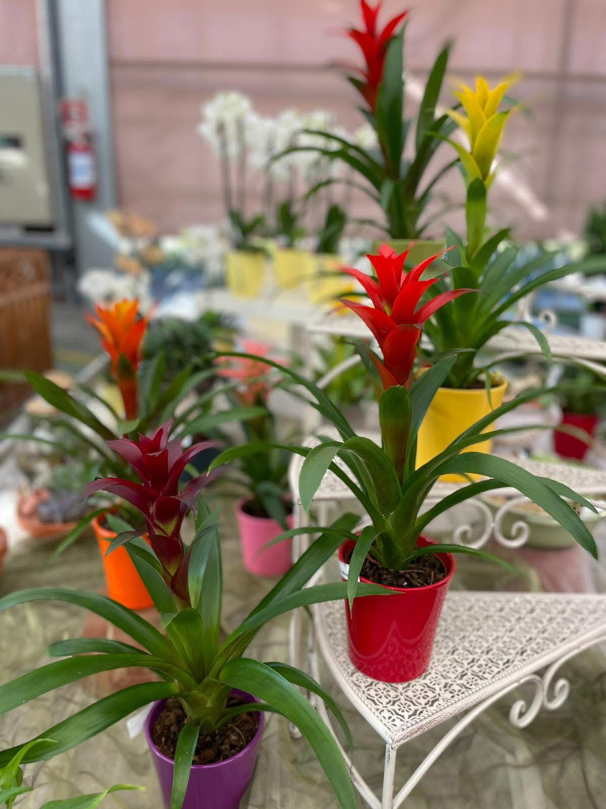 Guzmania
