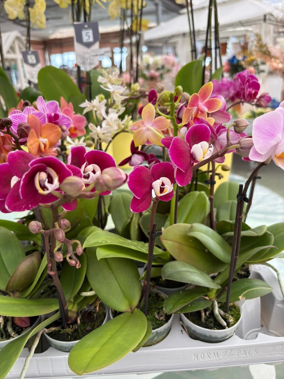 Orchidea Phalaenopsis