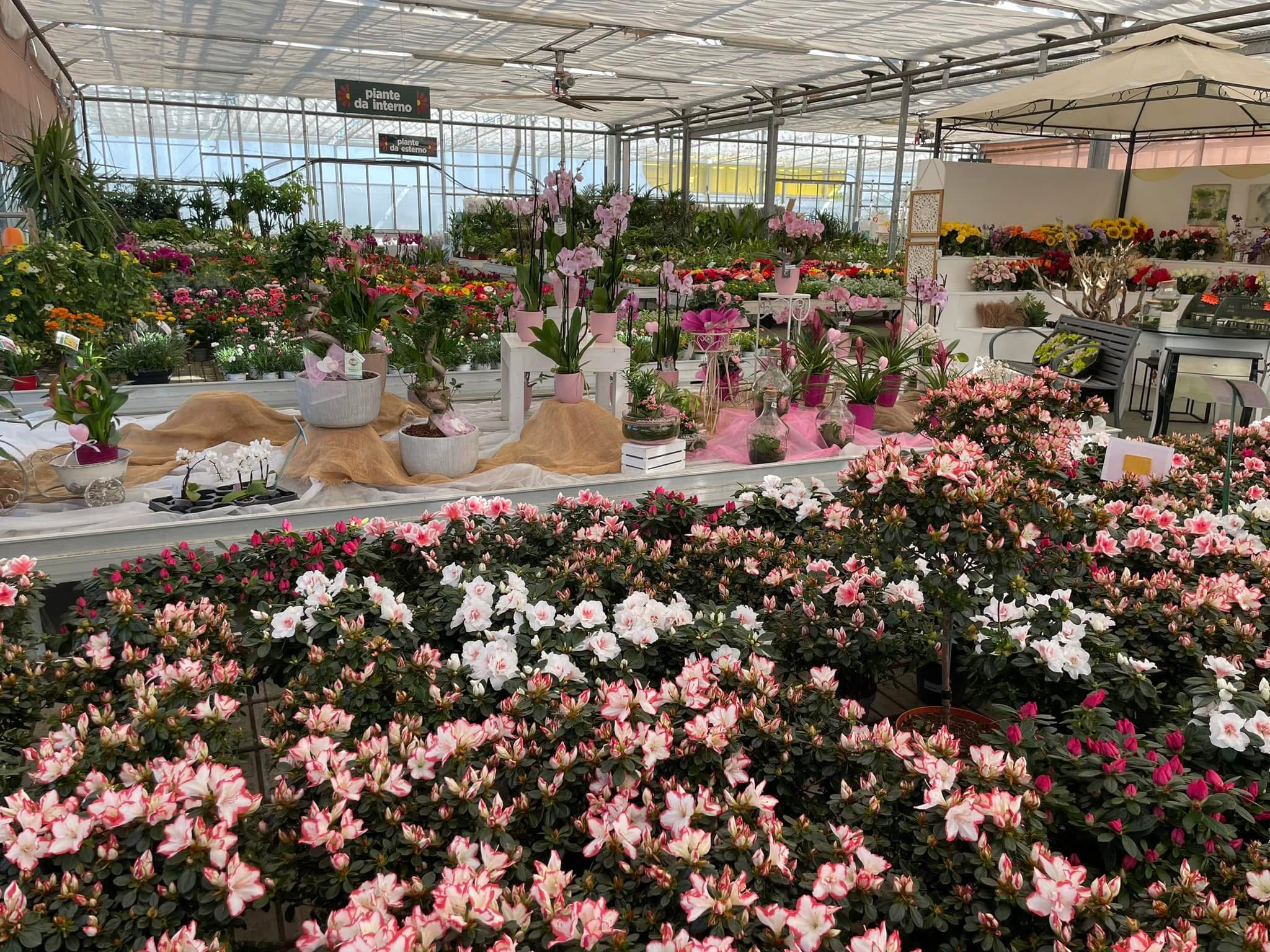 Piante festa della mamma