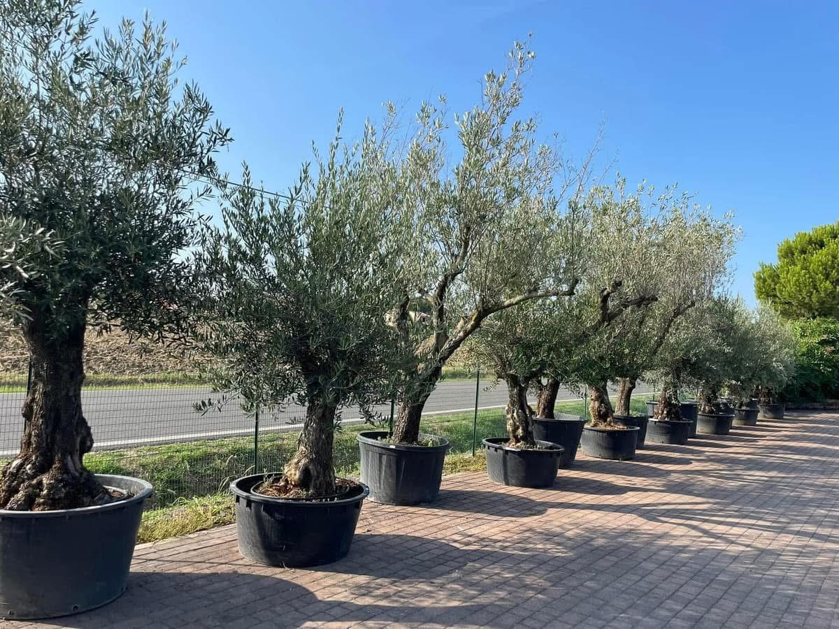 Olivo