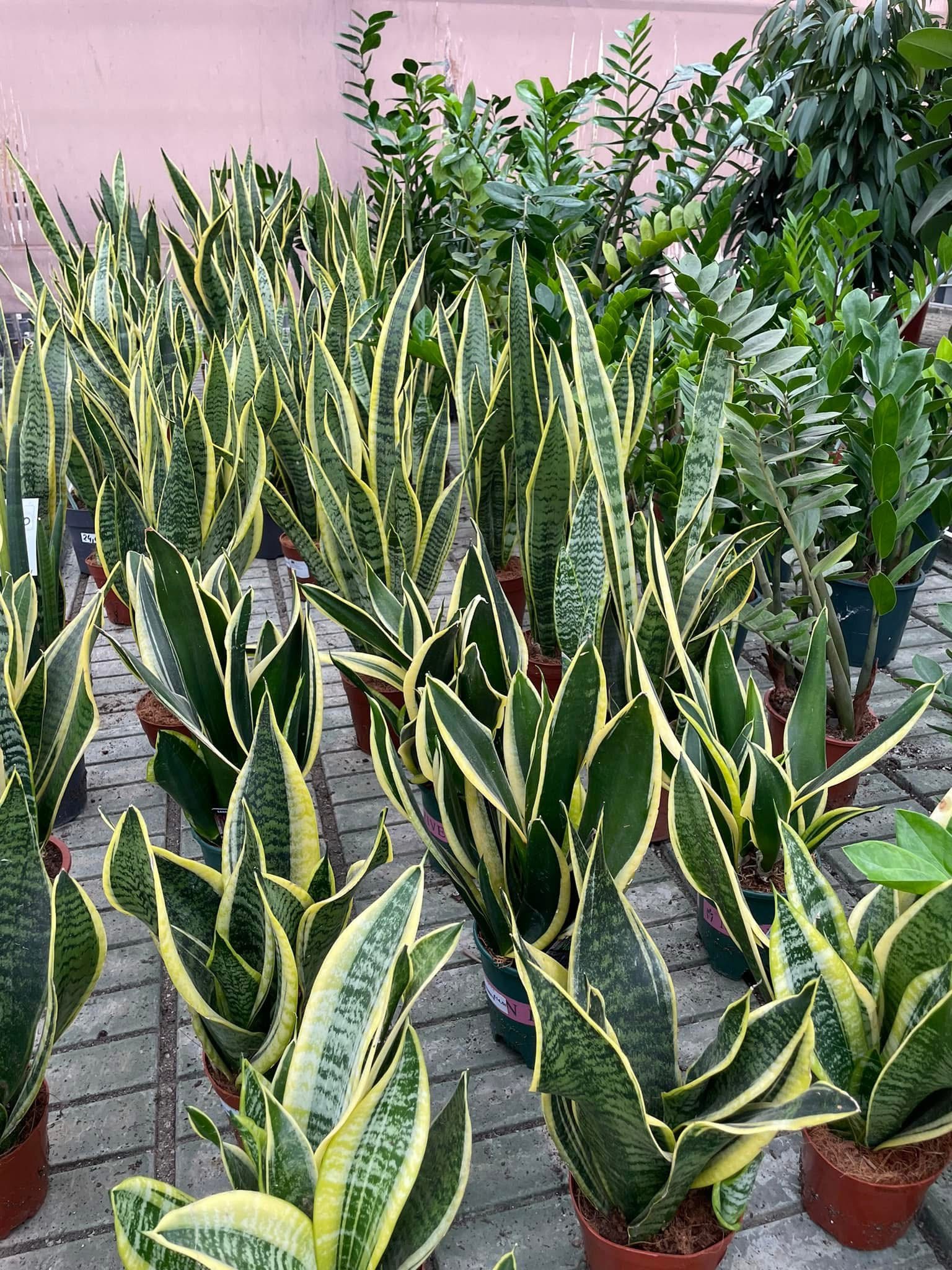 Sansevieria