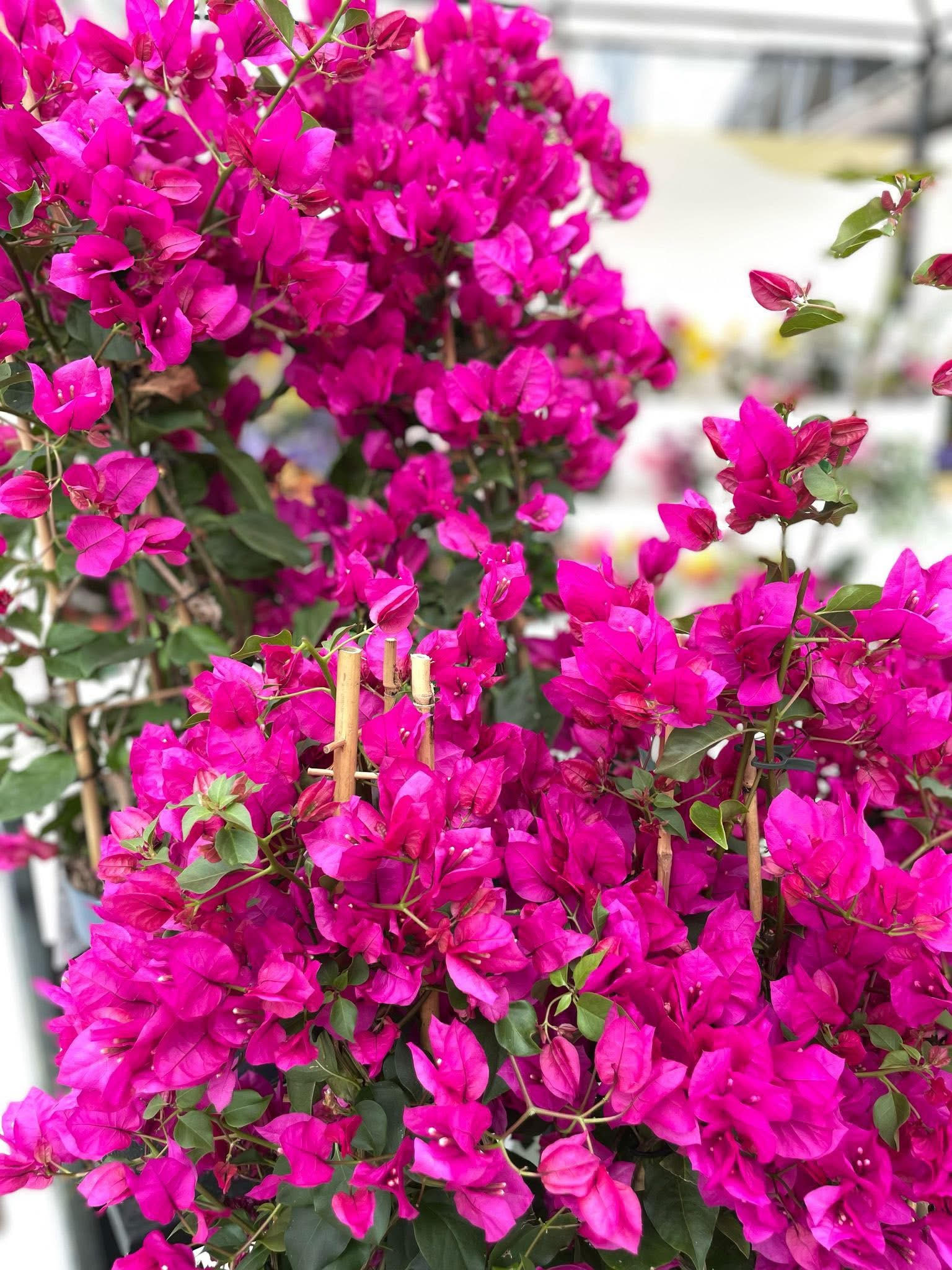 Bougainvillea