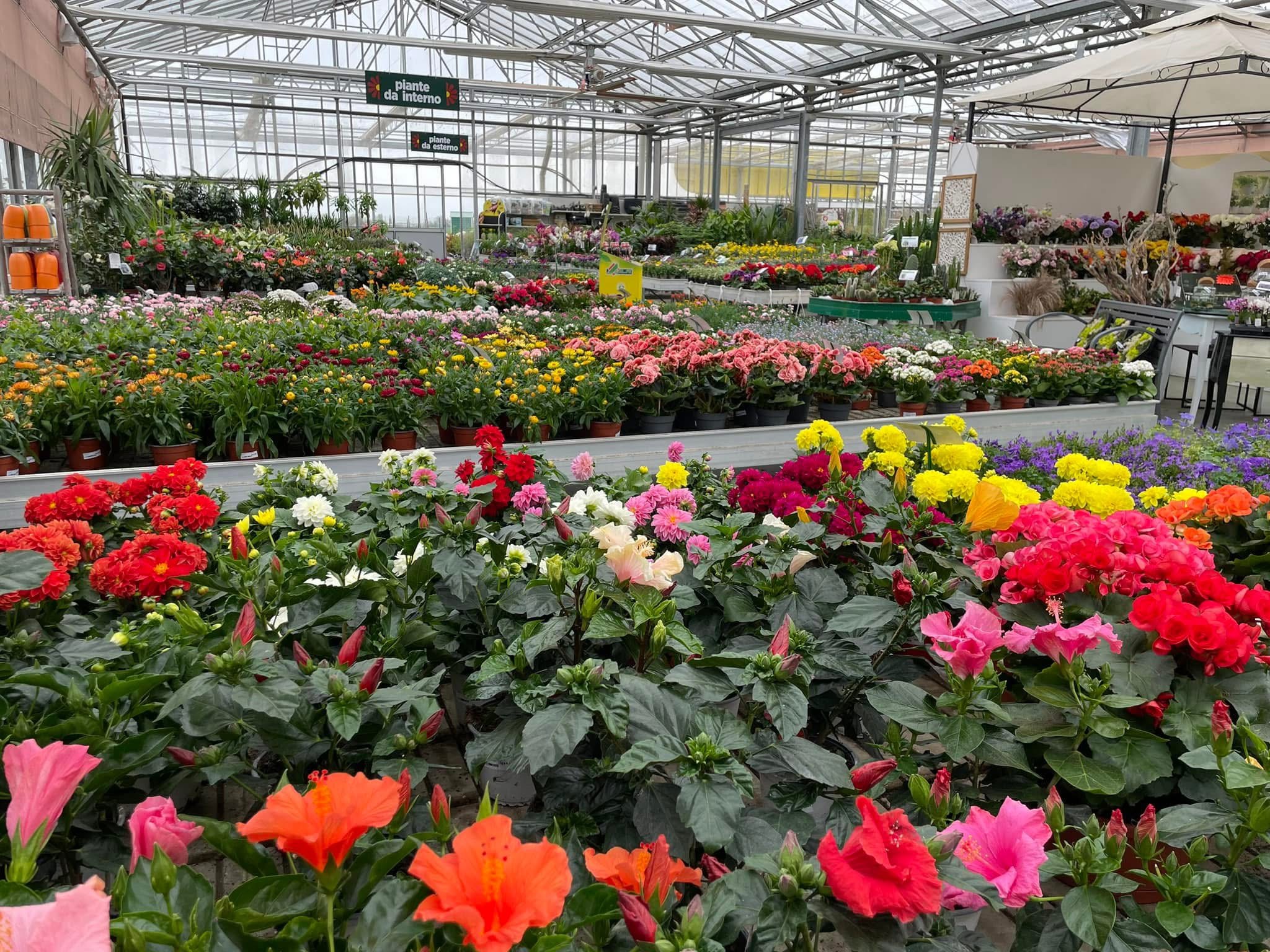 Piante primavera - estate