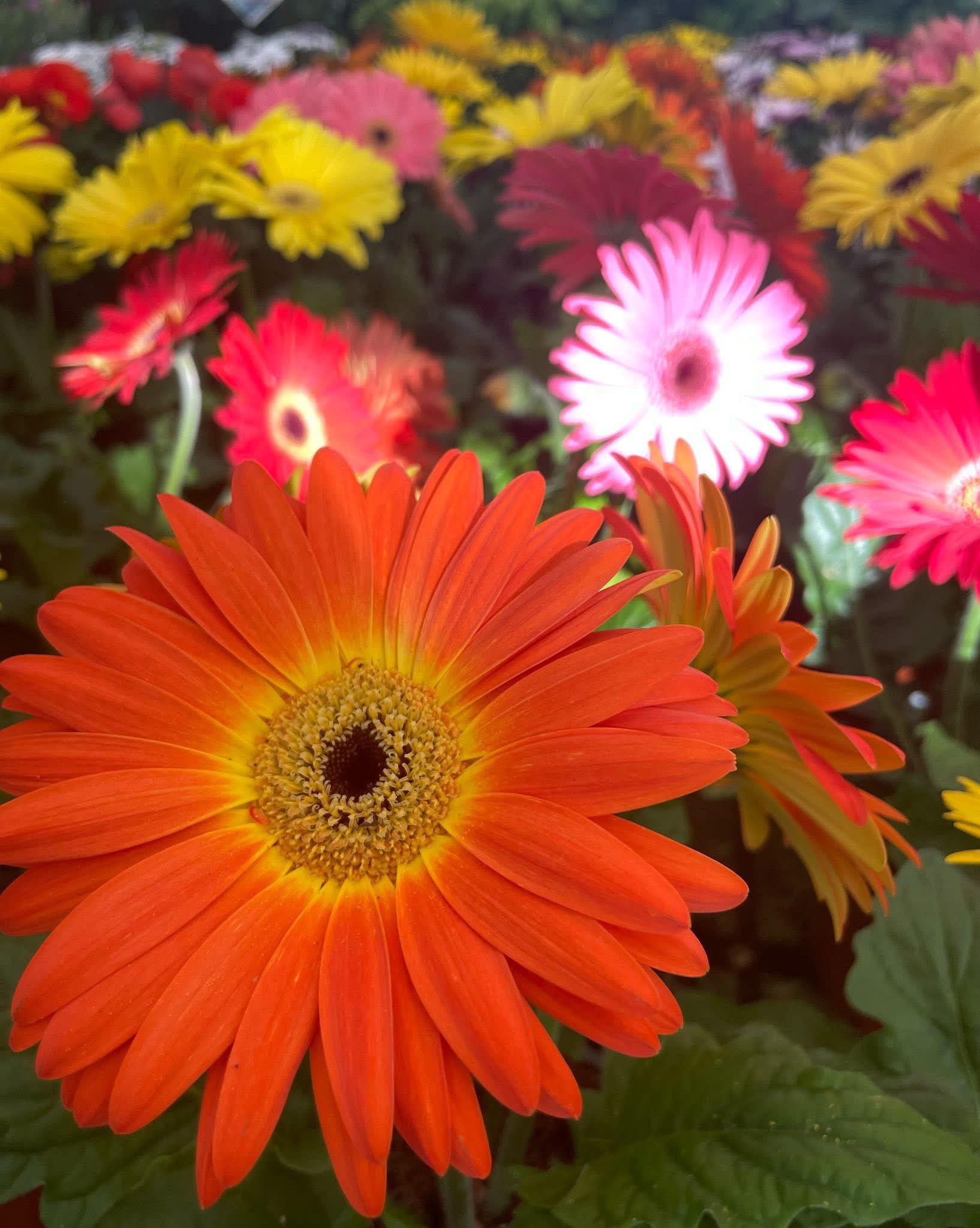 Gerbera